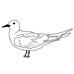 Black Tern 1 Free Coloring Page for Kids