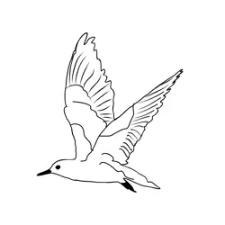 Black Tern 2 Free Coloring Page for Kids