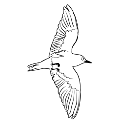 Black Tern 3 Free Coloring Page for Kids
