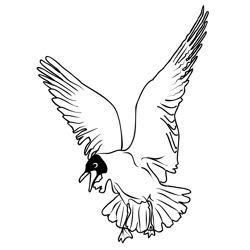 Black headed Gull 2 Free Coloring Page for Kids