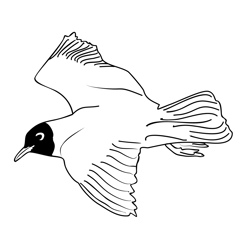 Black headed Gull 3 Free Coloring Page for Kids