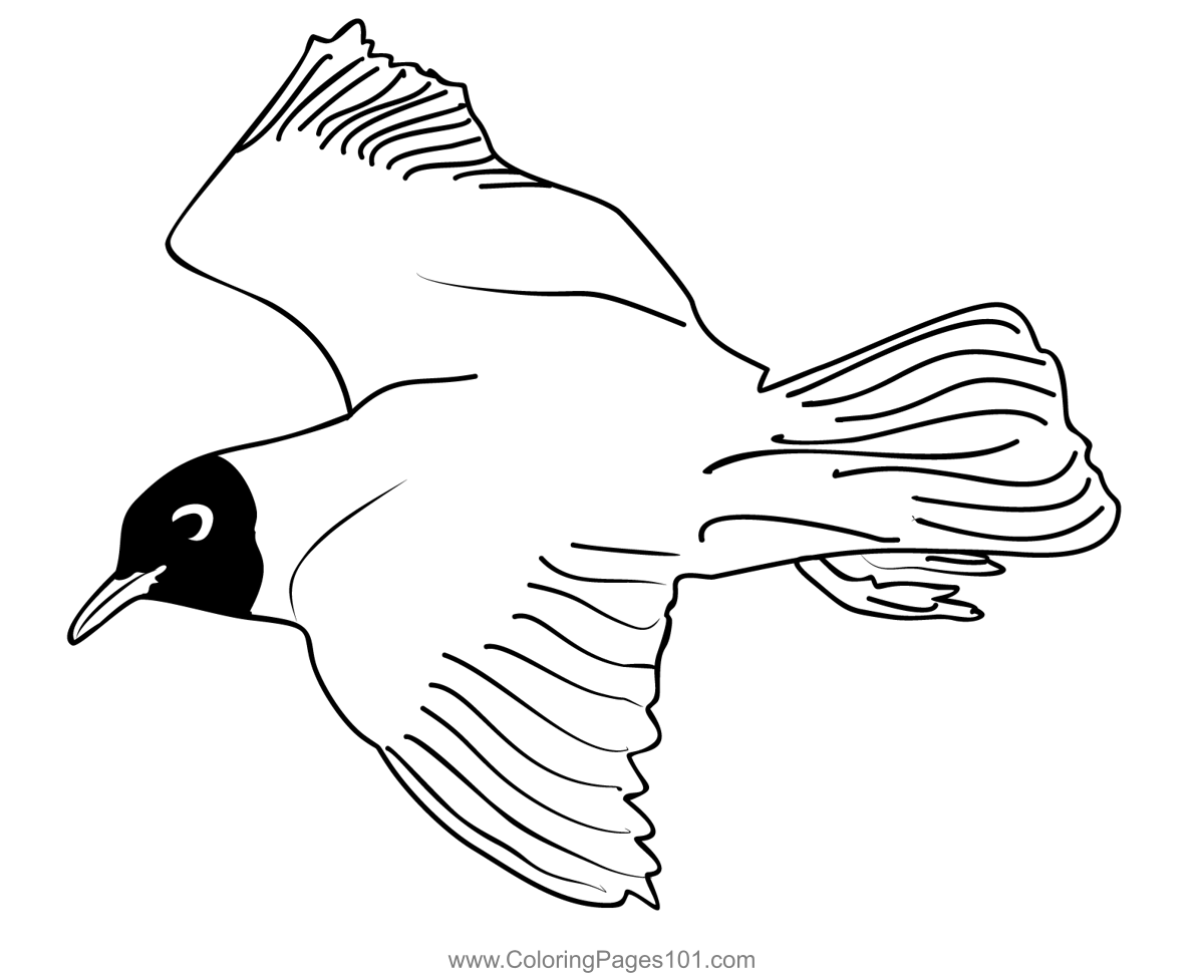 Black headed Gull 3