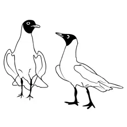 Black headed Gull 4 Free Coloring Page for Kids