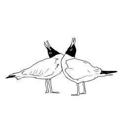Black headed Gull05 Free Coloring Page for Kids