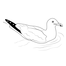 California Gull Sim Free Coloring Page for Kids