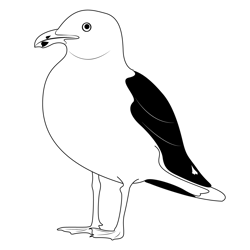 California Gull Free Coloring Page for Kids