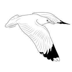 California Seagull Flying Free Coloring Page for Kids