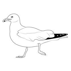 California Seagull Walk Free Coloring Page for Kids