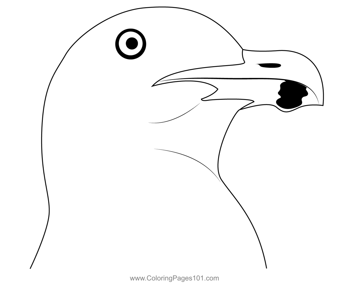 California Seagull