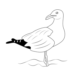 California gull 1 Free Coloring Page for Kids