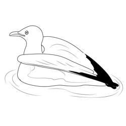 California gull 2 Free Coloring Page for Kids