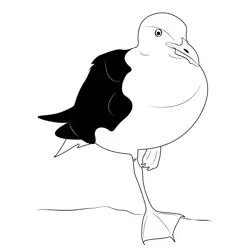 Close Up Seagull On 1 Leg Free Coloring Page for Kids