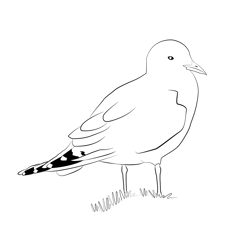 Common Gull 1 Free Coloring Page for Kids