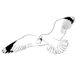 Common Gull 3 Free Coloring Page for Kids
