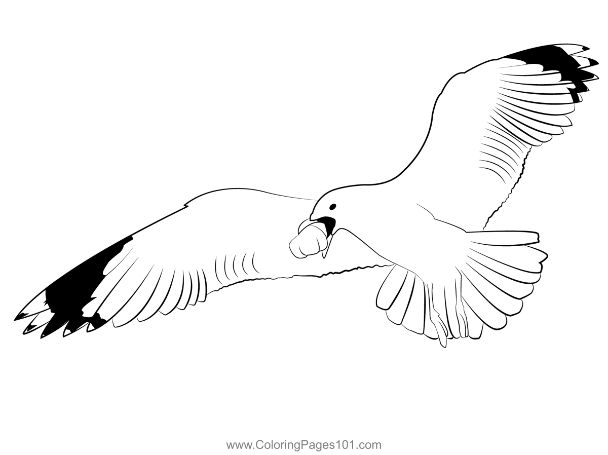 Common Gull 3 Coloring Page For Kids Free Gulls Printable Coloring 