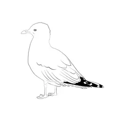 Common Gull 4 Free Coloring Page for Kids