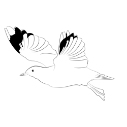 Common Gull 5 Free Coloring Page for Kids