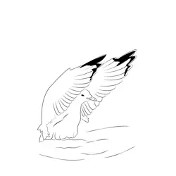 Common Gull 6 Free Coloring Page for Kids