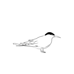 Common Tern 1 Free Coloring Page for Kids