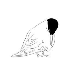 Common Tern 2 Free Coloring Page for Kids