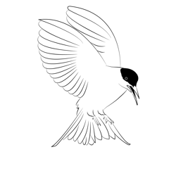 Common Tern 3 Free Coloring Page for Kids