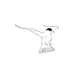 Common Tern 4 Free Coloring Page for Kids