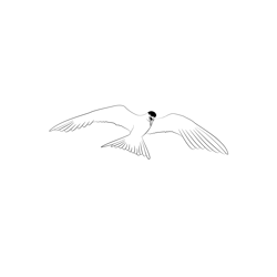 Common Tern 5 Free Coloring Page for Kids