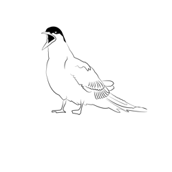 Common Tern 6 Free Coloring Page for Kids