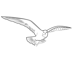 Flying Gull Free Coloring Page for Kids