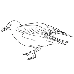 Glaucous Gull 1 Free Coloring Page for Kids