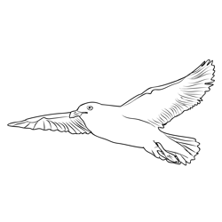 Glaucous Gull 2 Free Coloring Page for Kids