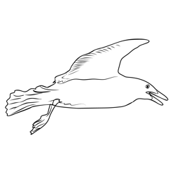 Glaucous Gull 3 Free Coloring Page for Kids
