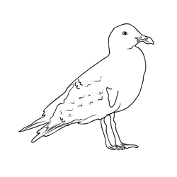 Glaucous Gull 4 Free Coloring Page for Kids