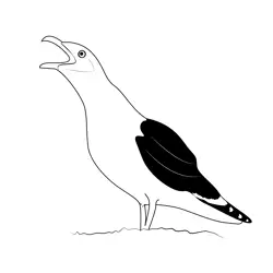 Great Black Gull Free Coloring Page for Kids