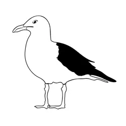 Great Black backed Gull 1 Free Coloring Page for Kids