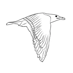 Great Black backed Gull 2 Free Coloring Page for Kids