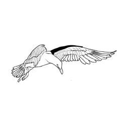 Great Black backed Gull 5 Free Coloring Page for Kids