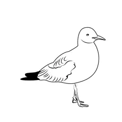 Gull Walking On Sand Free Coloring Page for Kids