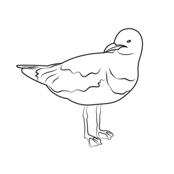 Sea Gull Close Up Free Coloring Page for Kids
