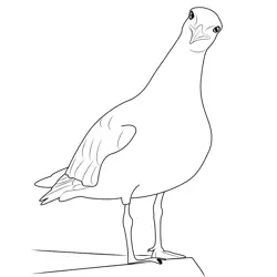 Sea Gull Funny Free Coloring Page for Kids