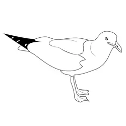 Sea Gull Free Coloring Page for Kids