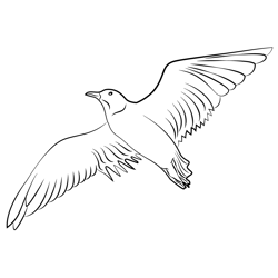 Seagull In Flight Free Coloring Page for Kids