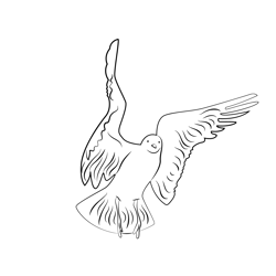 Seagull Ready To Fly Free Coloring Page for Kids