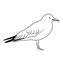 Seagull Standing On His Feet Free Coloring Page for Kids