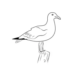 Seagull Standing On Log Free Coloring Page for Kids
