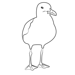 Standing Gull Free Coloring Page for Kids