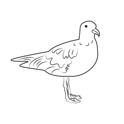 Standing Seagull Free Coloring Page for Kids
