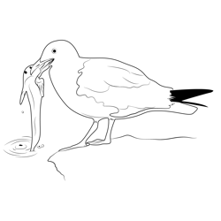 Western Gull With Plain Fin Free Coloring Page for Kids
