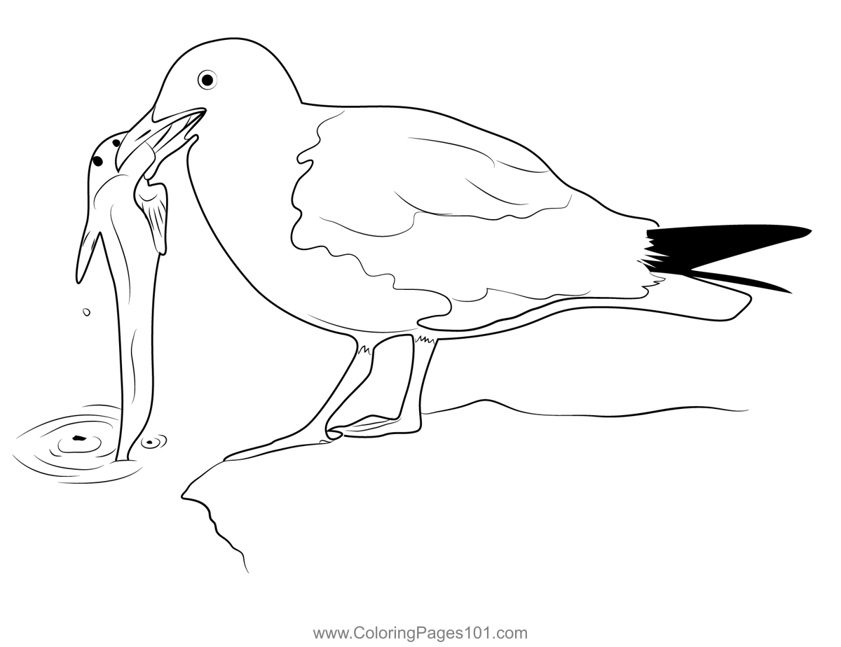Western Gull With Plain Fin