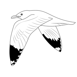 Winter California Gull Free Coloring Page for Kids